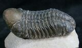 Reedops Trilobite From Morocco #8314-3